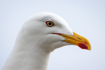 Headshot of seagull, Larus argentatus