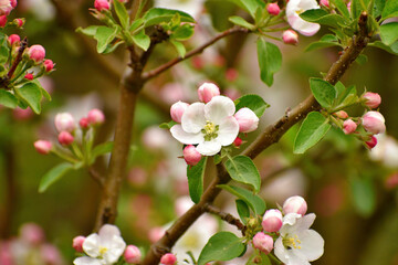 Fototapeta na wymiar Pink and white flowers of an apple tree. Spring flowering apple tree day, close-up. Apple tree branches with flowers.