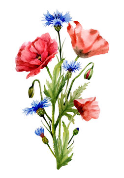 A composition of wildflowers. Bouquet with flowers of red poppies, buds and blue cornflowers on a white background. Watercolor illustration, handmade.