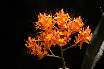 Yellow flowers 