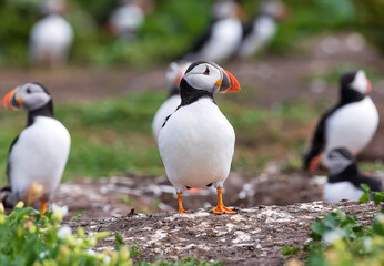 The flock of Atlantic puffins are standing on a cliff near nest on Farne Islands. England, UK