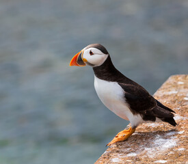 An adult atlantic puffin stays on cliff on the Farne Islands in England at summer time. UK