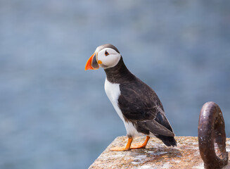 An adult atlantic puffin stays on cliff on the Farne Islands in England at summer time. UK