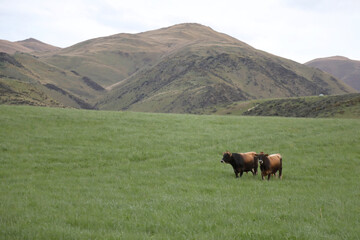 Fototapeta na wymiar Rind / Cattle / Bovinae