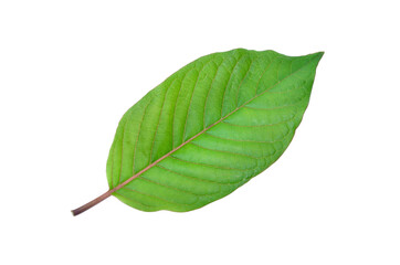 Fresh  Kratom (Mitragyna speciosa) leaf isolated on white background with clipping path.