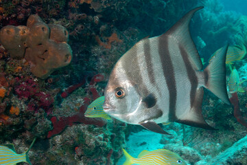 Spadefish, Chaetodipterus faber