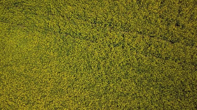 survol en drone &agrave; la verticale en spirale en remontant lentement depuis basse altitude au-dessus d'un champ de colza jaune sous le soleil tamis&eacute; dans un ciel bleu voil&eacute; par de gros nuages blancs