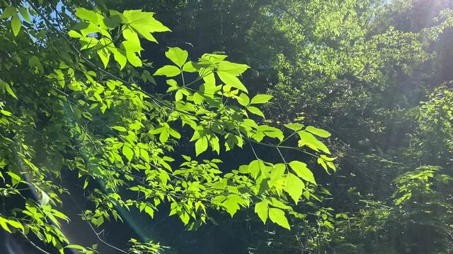 Green leaves in the forest. Acer negundo Summer forest trees with fresh green foliage in the rays of the rainbow.