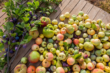 Freshly picked fruits from the field