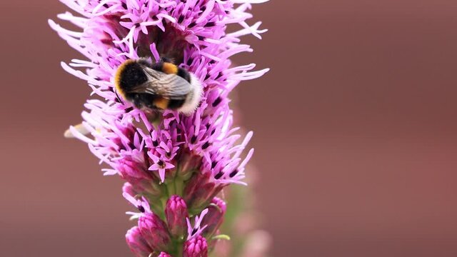bumble bee macro on pink flower
