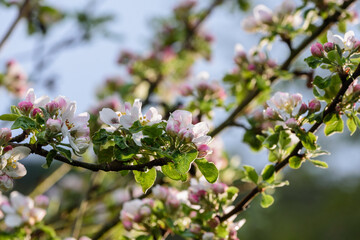 Blüten am Apfelbaum