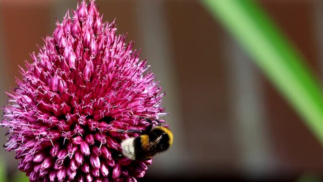 bumble bee macro on beautiful pink flower
