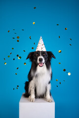 border collie with birthday cone and confetti