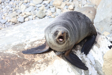 Neuseeländischer Seebär / New Zealand fur seal / Arctocephalus forsteri