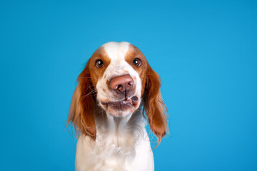 Russian spaniel funny face