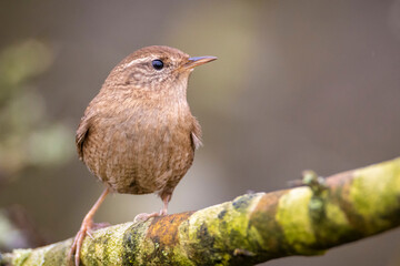 Eurasian Wren bird, Troglodytes troglodytes, display, singing and mating during Springtime