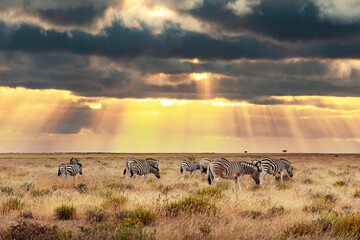 African plains zebra herd on the dry brown savannah