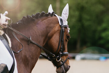 portrait of horse at an equestrian competition. close-up. dressage or outdoor training