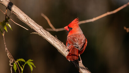 A beautiful, brightly colored, male Northern Cardinal