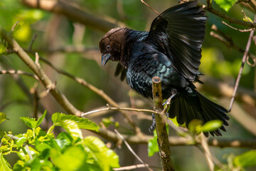 A beautiful, fluffy Brown-Headed Cowbird.