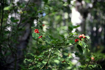 Selective focus of a green holly shrub with red globose drupes, in the forest (Ilex aquifolium)