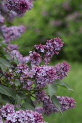 Lush bunch of blooming lilacs in spring