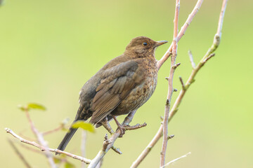 Blackbird female, turdus merula, singing in a tree