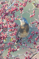 Fieldfare bird, Turdus pilaris, eating berries