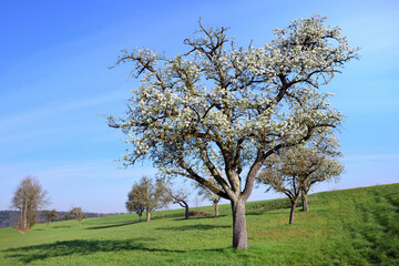 In spring there are many fruit trees covered with white flowers on a meadow against a blue sky, on a green hill