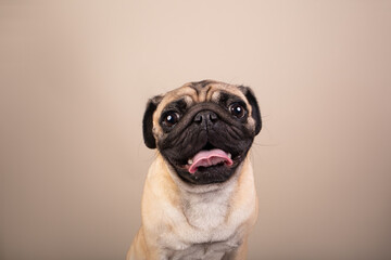 Pug studio portrait