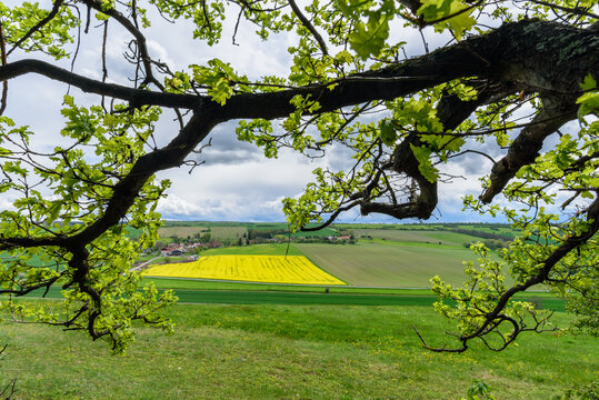 52+ Eichenast Im Teich, Eine zuverlässig wirksame und zugleich