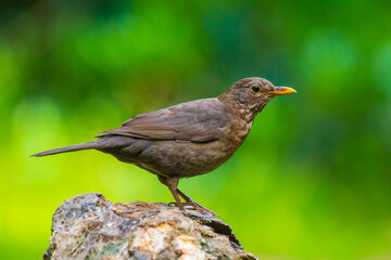 Closeup of a Blackbird female (turdus merula) perched in a forest tree