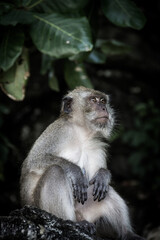 Monkey island thailand