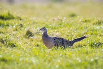Female Pheasant Phasianus colchicus stepping
