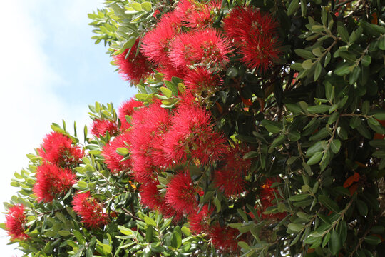 Neuseel&auml;ndischer Weihnachtsbaum / New Zealand Christmas tree / Metrosideros excelsa