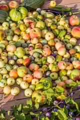 Freshly picked fruits from the field