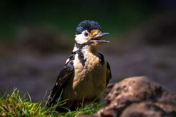 Closeup of a great spotted woodpecker, Dendrocopos major, perched in a forest
