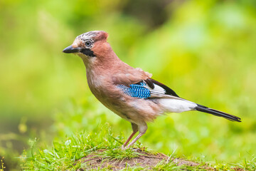 Eurasian jay bird (Garrulus glandarius) perched in grass, Summer colors