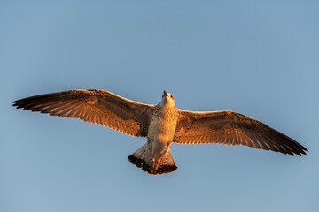 Seagull flying at sea at sunset. Golden hour lighting.