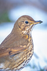 Song thrush bird, Turdus philomelos, foraging in snow, beautiful cold Winter setting