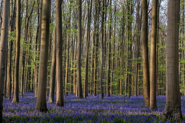 Fototapeta na wymiar blue forest