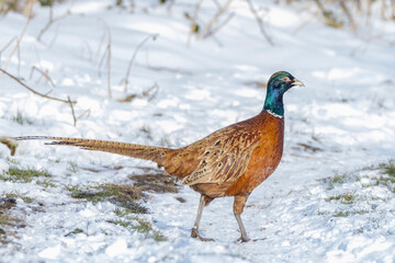 Male Pheasant Phasianus colchicus scavenging in a forest perched in snow during Winter season