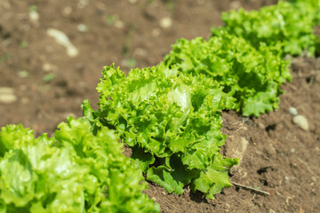 Green lettuce (lactuca sativa) cultivated for self-supply.