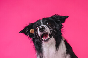 Border collie studio portrait catching food funny face