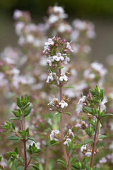 Orange Scented Thyme (Thymus fragrantissimus)