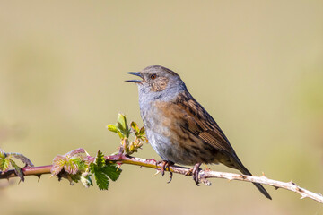 Dunnock Prunella modularis bird singing during Springtime