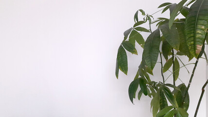 Indoor plant on a light background. Background for greeting card