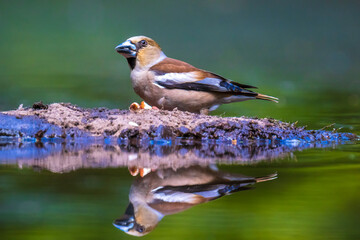 Closeup of a female hawfinch Coccothraustes coccothraustes songbird perched in a forest.