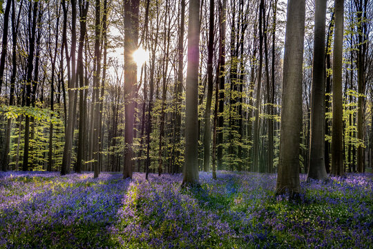 Hallerbos
