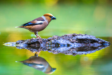 Closeup of a male hawfinch Coccothraustes coccothraustes songbird perched in a forest.